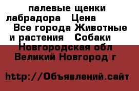 палевые щенки лабрадора › Цена ­ 30 000 - Все города Животные и растения » Собаки   . Новгородская обл.,Великий Новгород г.